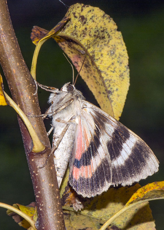 Catocala elocata - Erebidae